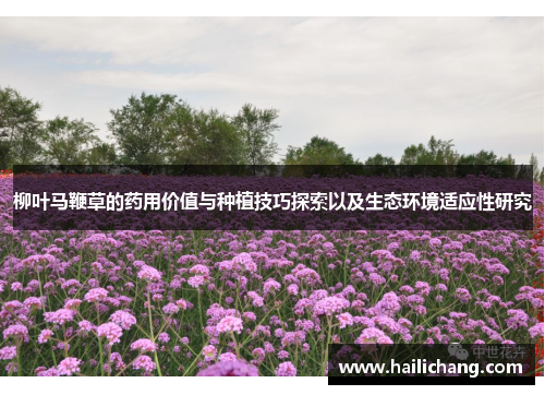 柳叶马鞭草的药用价值与种植技巧探索以及生态环境适应性研究