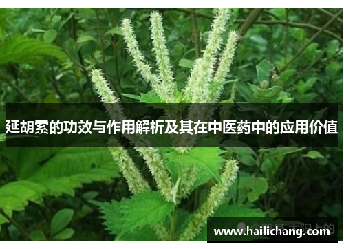 延胡索的功效与作用解析及其在中医药中的应用价值 延胡索的功效与作用解析及其在中医药中的应用价值