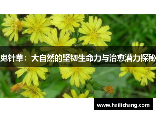 鬼针草：大自然的坚韧生命力与治愈潜力探秘